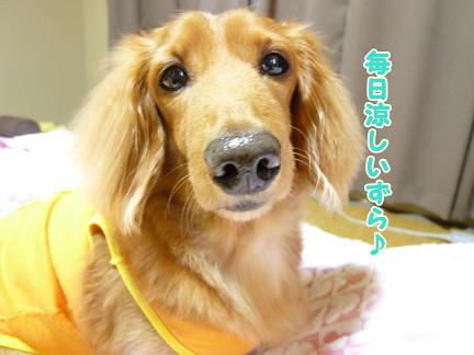 常夏です。