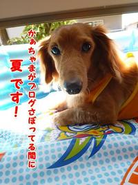 夏の準備♪