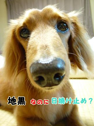 スヌピ子とカリメロとギズモ。