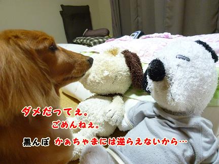 スヌピ子とカリメロとギズモ。