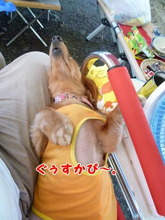 わんことキャンプ♪