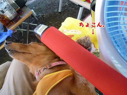 わんことキャンプ♪