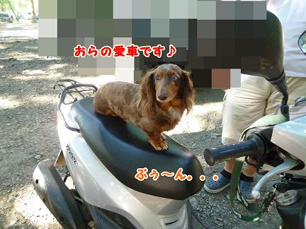 わんことキャンプ♪