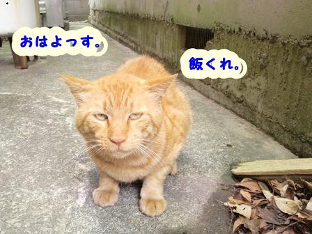 幸せを呼ぶ黄色’ｓ