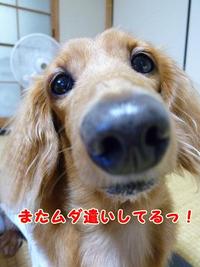 また買っちゃった♪ 2011/07/24 21:07:19