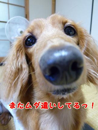 また買っちゃった♪