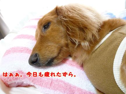 いつでもぐうたら♪