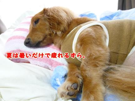 いつでもぐうたら♪