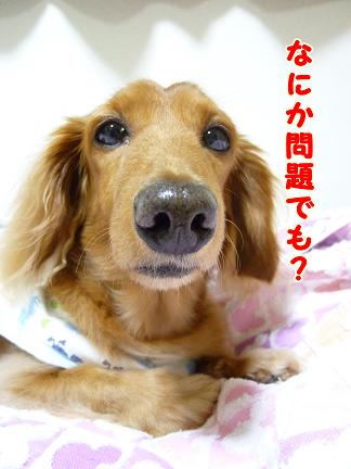祝♪ネット開通♪