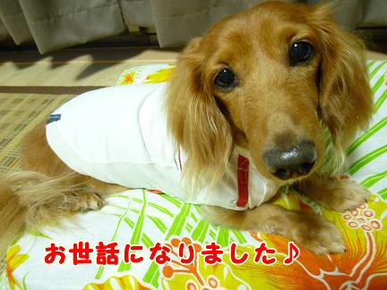 引退宣言。