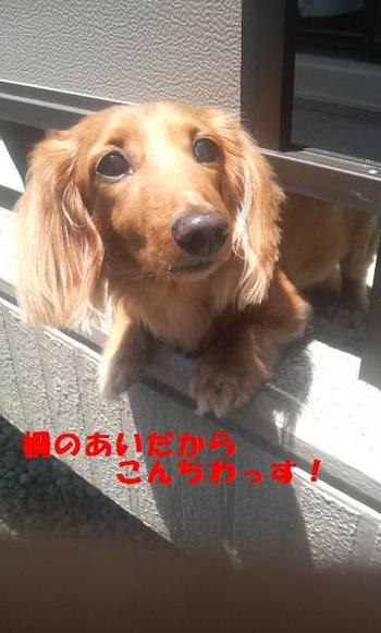 隙間からこんちわ。