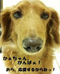 狂犬あちゃこ♪ 2010/06/16 21:10:58