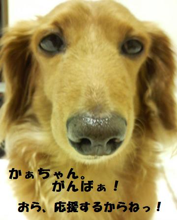 狂犬あちゃこ♪