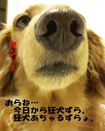 狂犬あちゃこ♪