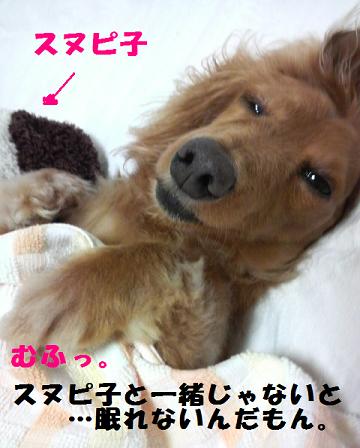 狂犬あちゃこ♪