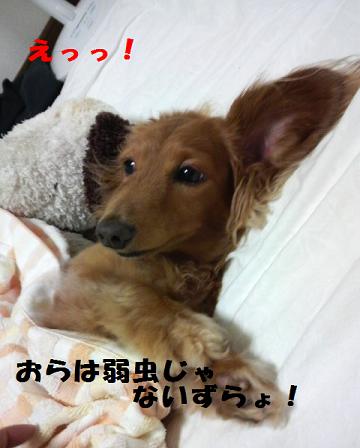狂犬あちゃこ♪
