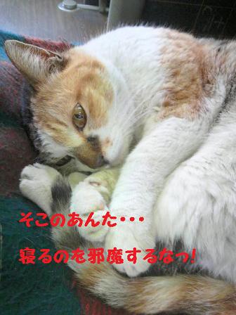 いろんな寝方♪