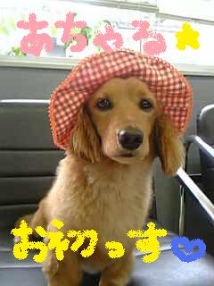 あちゃる君始めました。