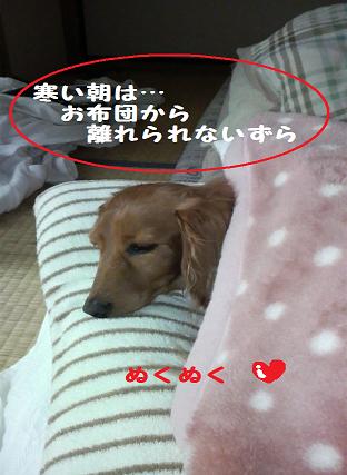 おこたの季節。