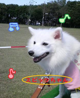 犬だらけ～。