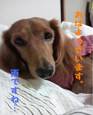 小劇場～眠れる森のあちゃる～