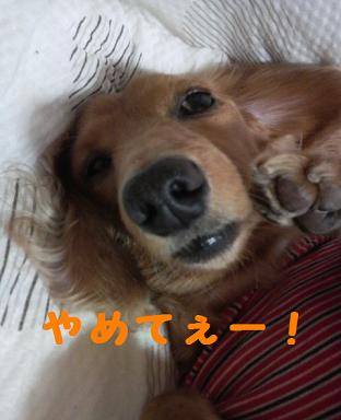小劇場～眠れる森のあちゃる～