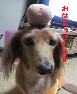 てんかんの事。