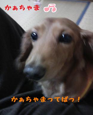 のせのせ隊。