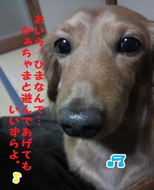 のせのせ隊。