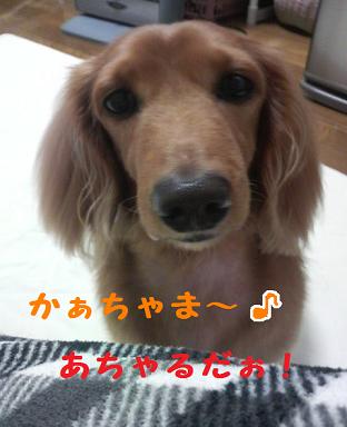 忙しいかぁちゃま。