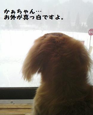 いまさら・・・