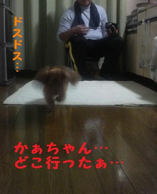 あちゃると遊ぼう♪