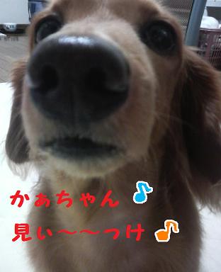 あちゃると遊ぼう♪