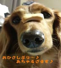 おひさしぶりぶりの・・・♪ 2010/04/14 20:25:31