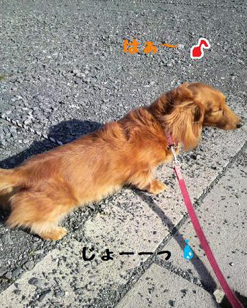 ♪お散歩♪