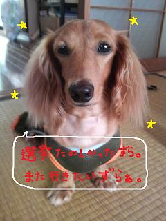 みなしごはっち。