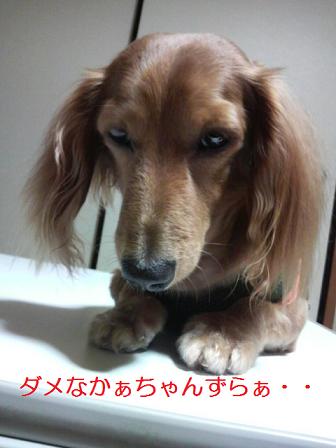 てんかんとぃぅ病気