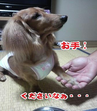 ごはんゲット作戦