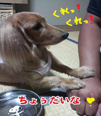 ごはんゲット作戦