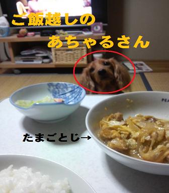 ごはんゲット作戦