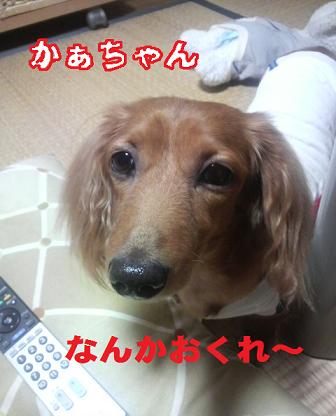 黄色ちゃん。。。