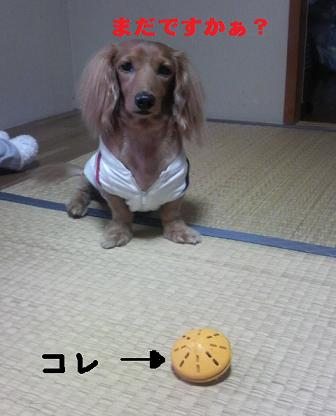 黄色ちゃん。。。