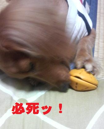 黄色ちゃん。。。