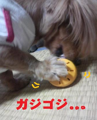 黄色ちゃん。。。