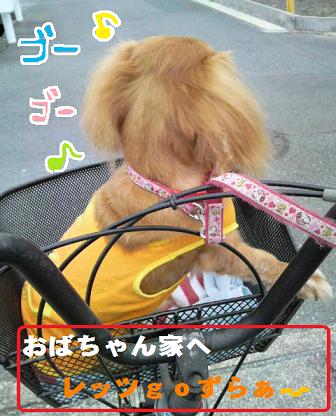 プライベート☆ドッグラン