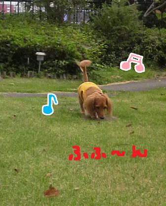 プライベート☆ドッグラン