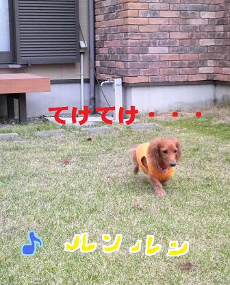 プライベート☆ドッグラン