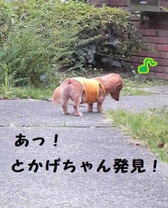 プライベート☆ドッグラン