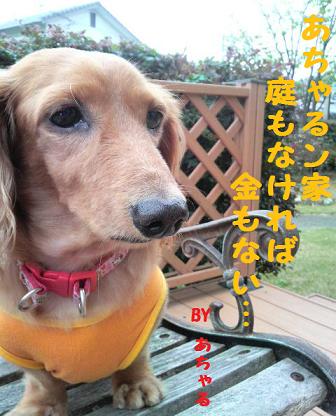 プライベート☆ドッグラン