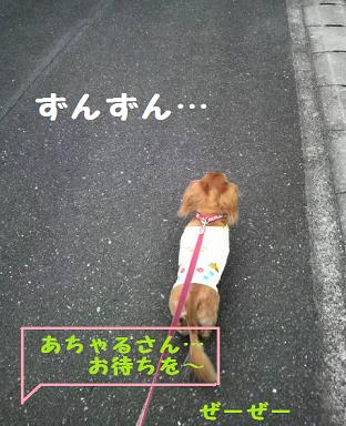お散歩